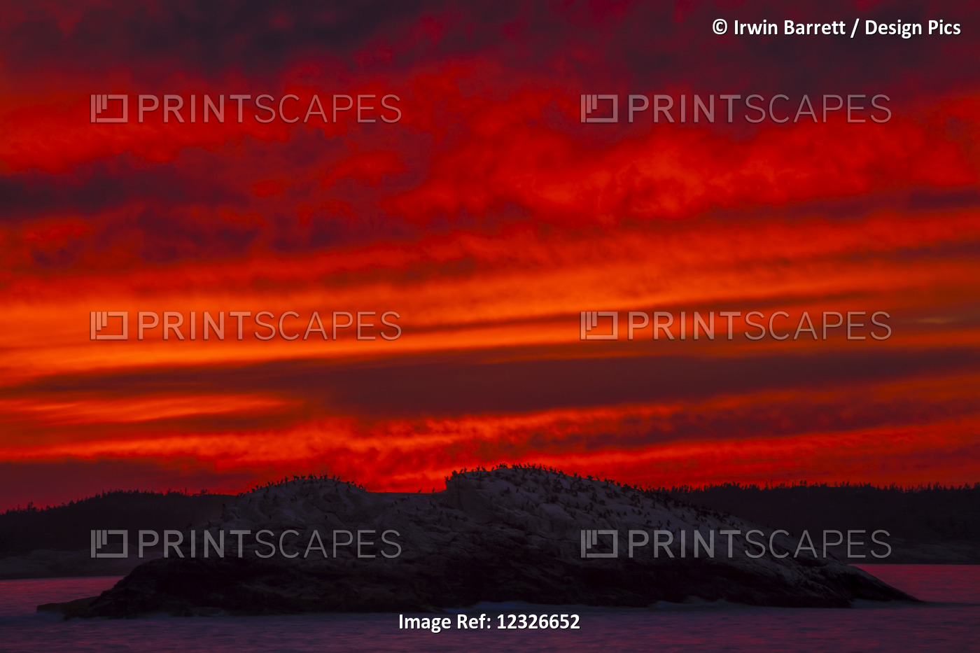 A Blazing Red Sky At Sunset Silhouettes Hundreds Of Commorant Seabirds On A ...