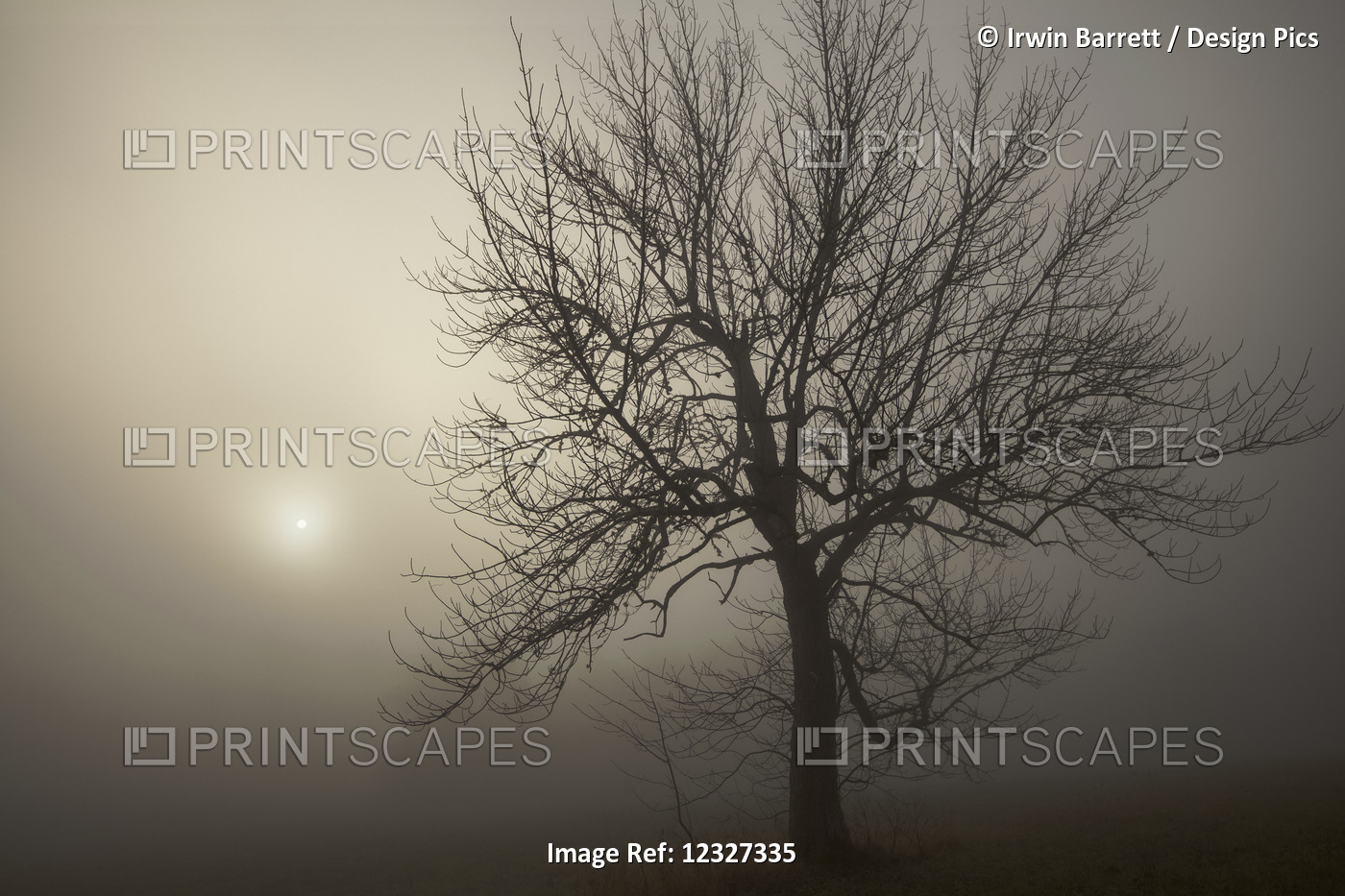 Silhouette Of A Tree And Sunlight Glowing Through Dense Fog At Sunrise; ...