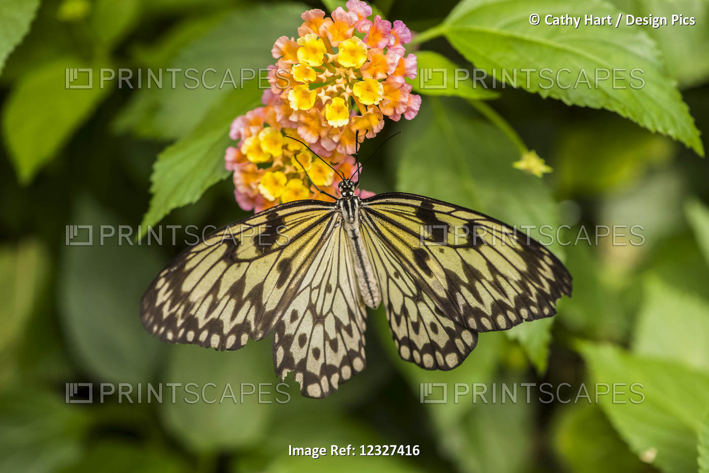 Close-Up Of A Butterfly And Flowers At Butchart Gardens; Victoria, British ...