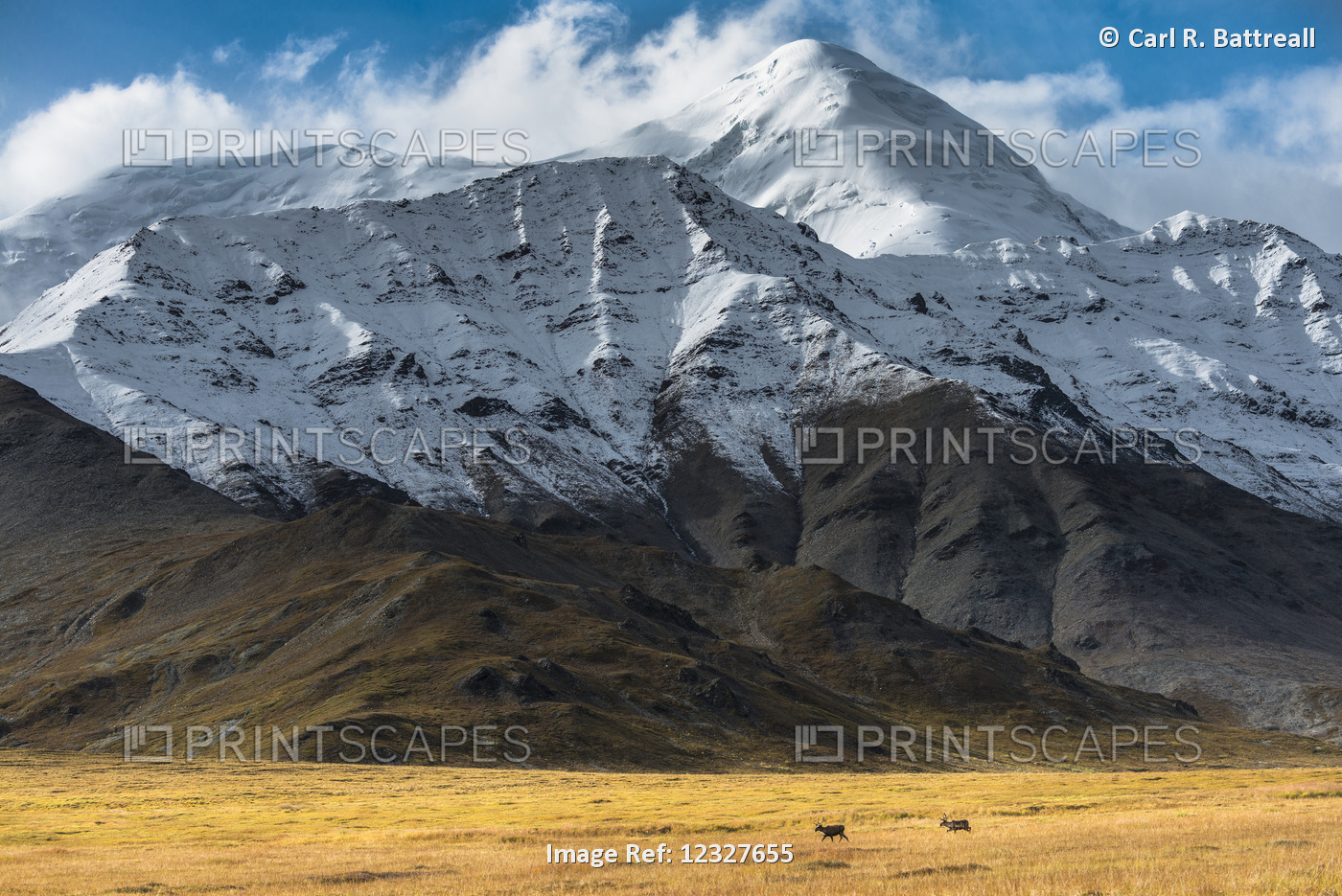 Scenic View Of Snow Capped Mt. Moffit In The Hayes Range With Caribou In The ...