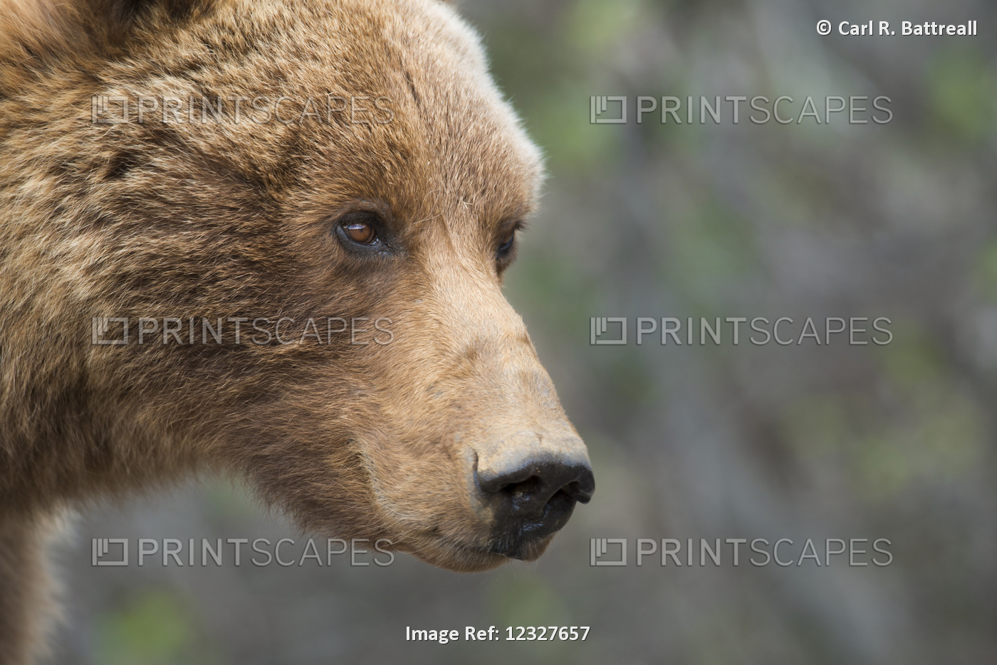 Close Up Of A Grizzly Sow, Denali National Park, Interior Alaska, USA