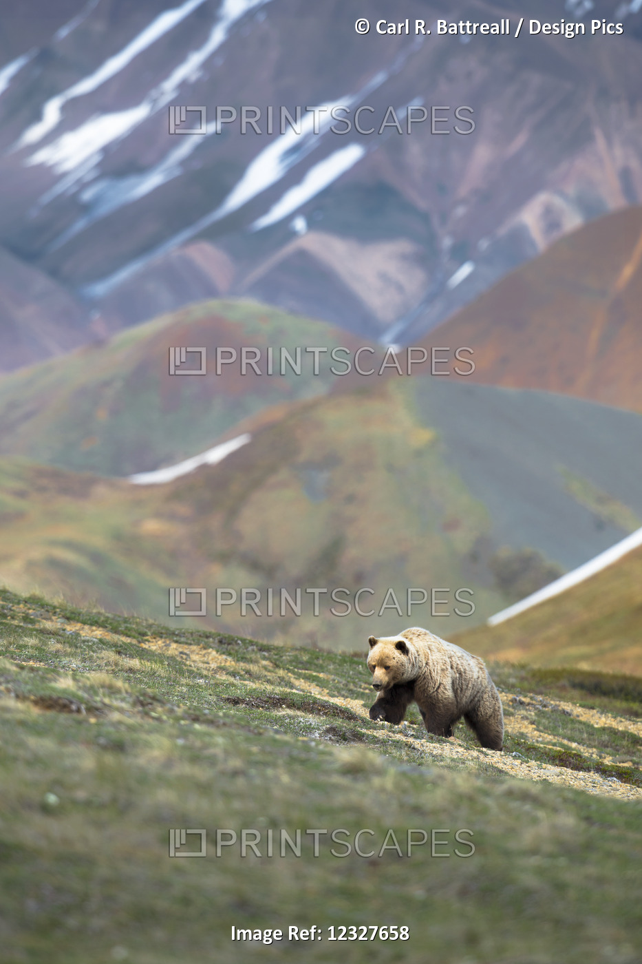 Grizzly Sow, Denali National Park, Interior Alaska, USA