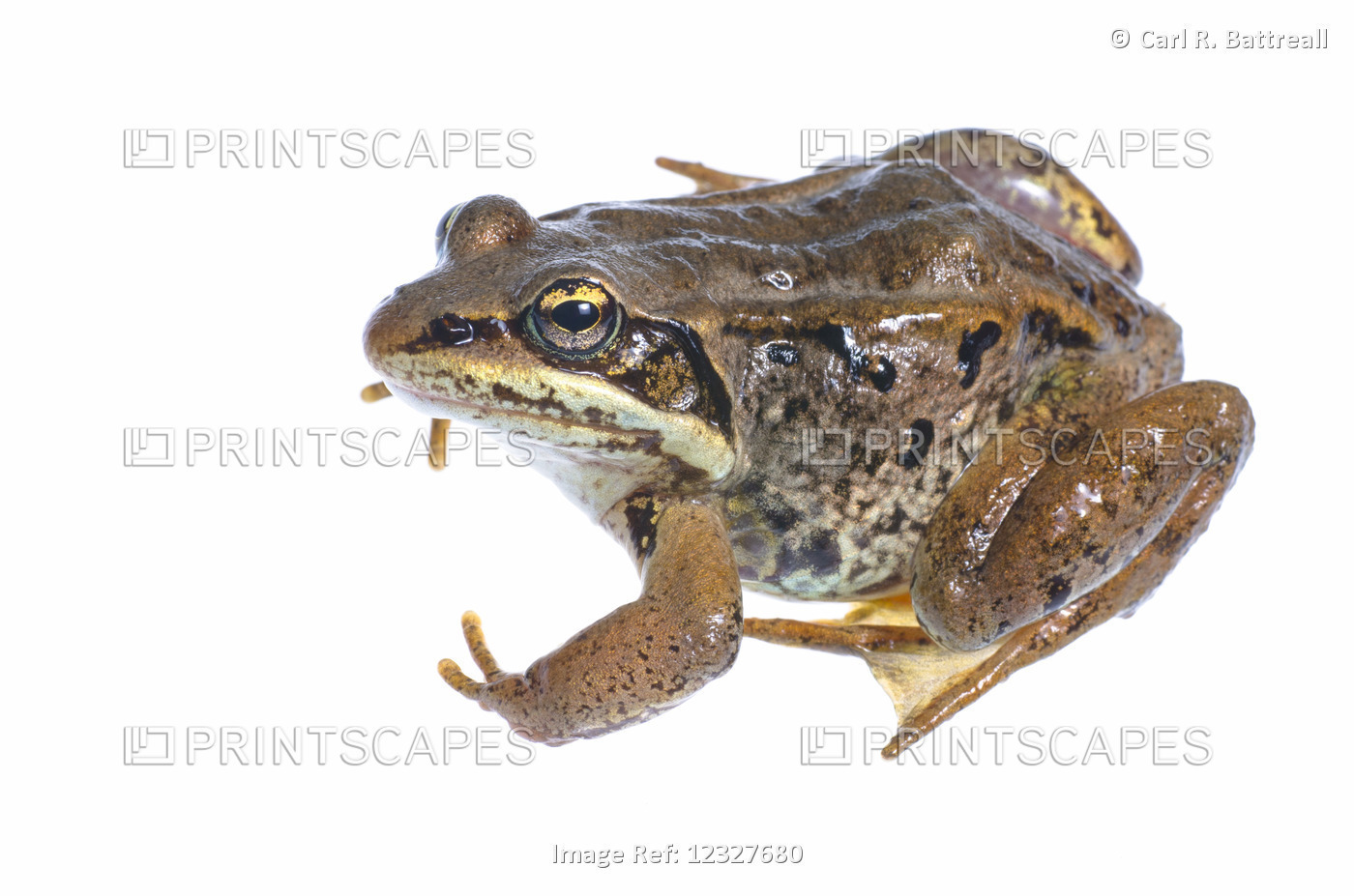 Studio Close Up Of A Wood Frog, Lithobates Sylvaticus