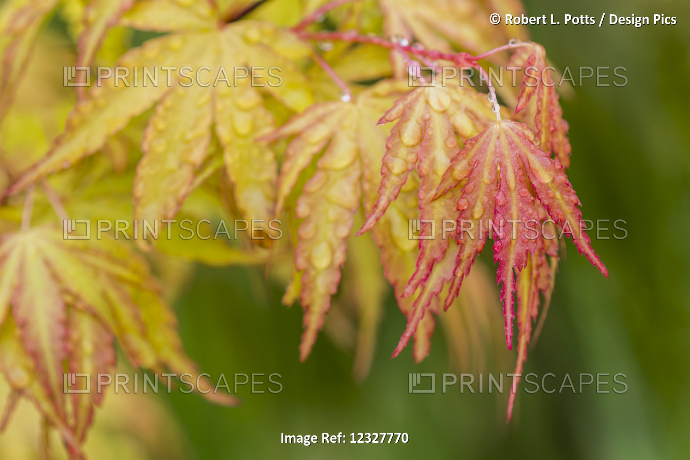 Rain Falls On Japanese Maple (Acer Palmatum) Leaves In Autumn Colours; Astoria, ...