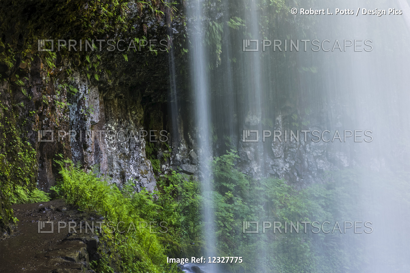 Plants Grow Behind A Veil Of Mist At Silver Falls State Park; Silverton, ...