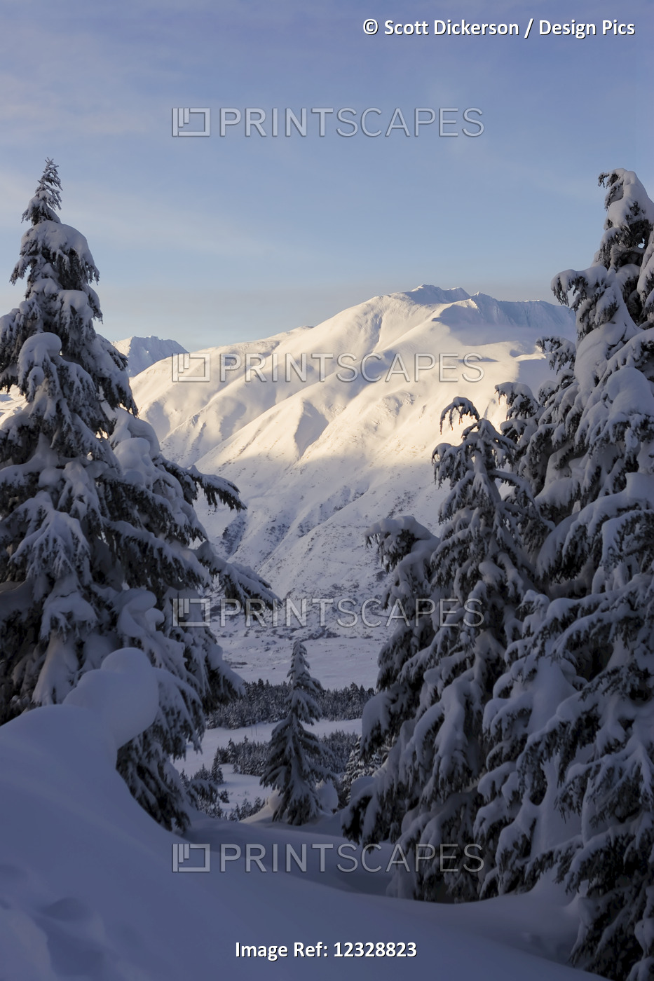 Snow Covered Pine Trees And Mountain Range In Winter; Alaska, United States Of ...