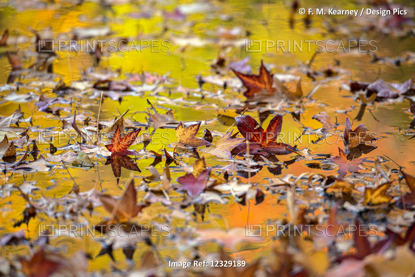 Autumn Coloured Foliage Reflecting In Leaf-Covered Lake, Twin Lakes Area, New ...