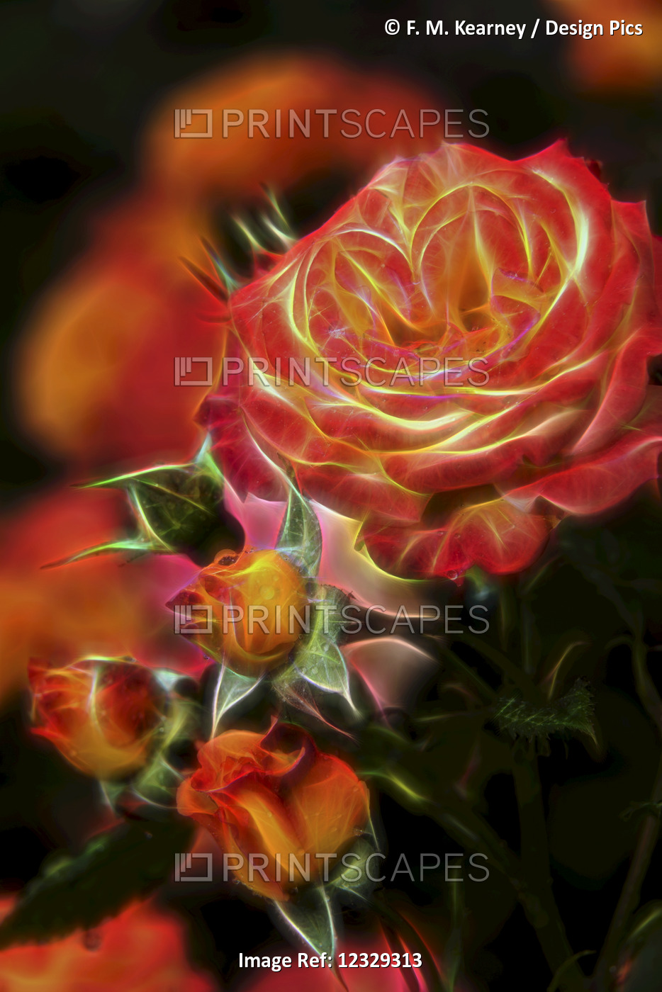 Floribunda Roses (Rosa), 'garden Delight' Rosaceae, New York Botanical Garden; ...