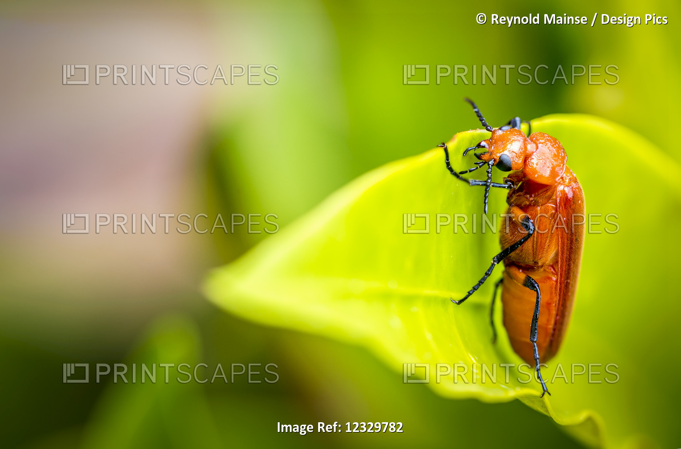 Orange Beetle On A Leaf; Gulu, Uganda