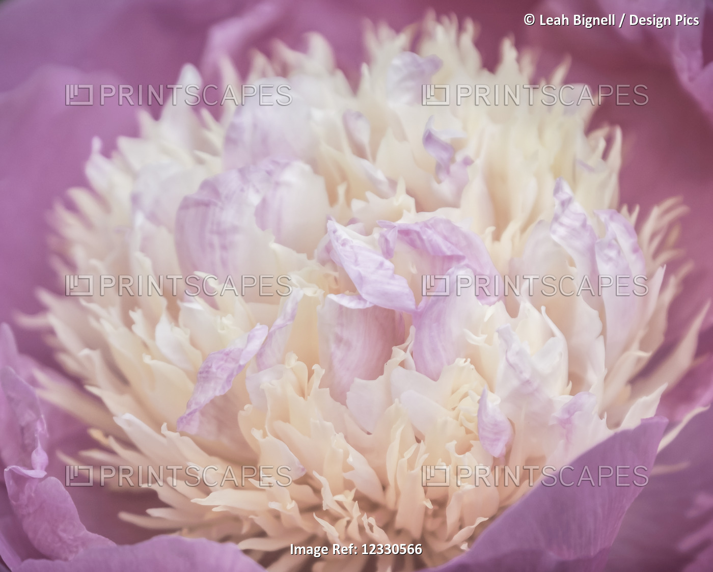 A Beautiful 'raspberry Sundae' Peony (Paeonia Lactiflora) In Bloom; Victoria, ...