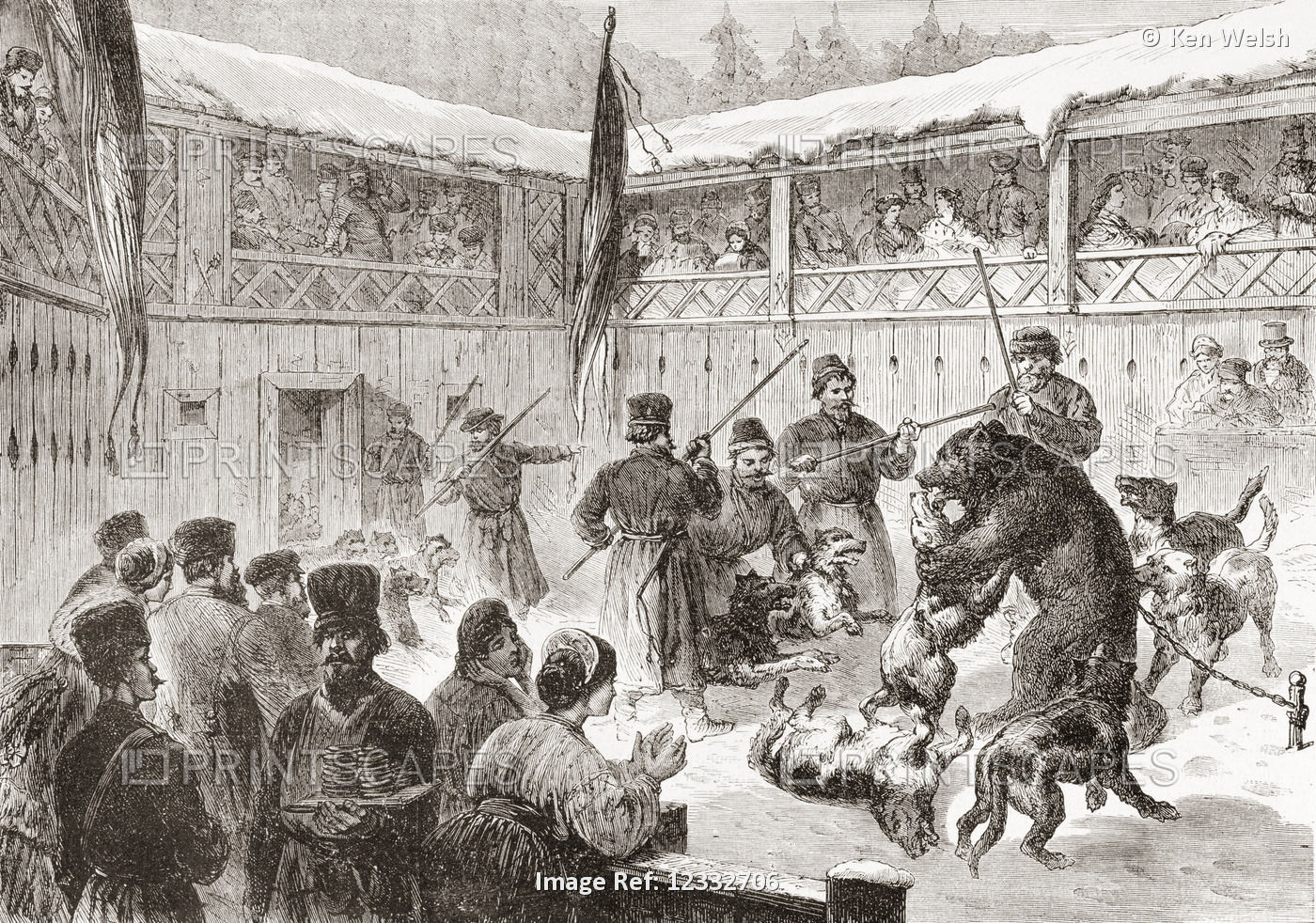 Bear-baiting with dogs in the 19th century.  A blood sport involving the ...