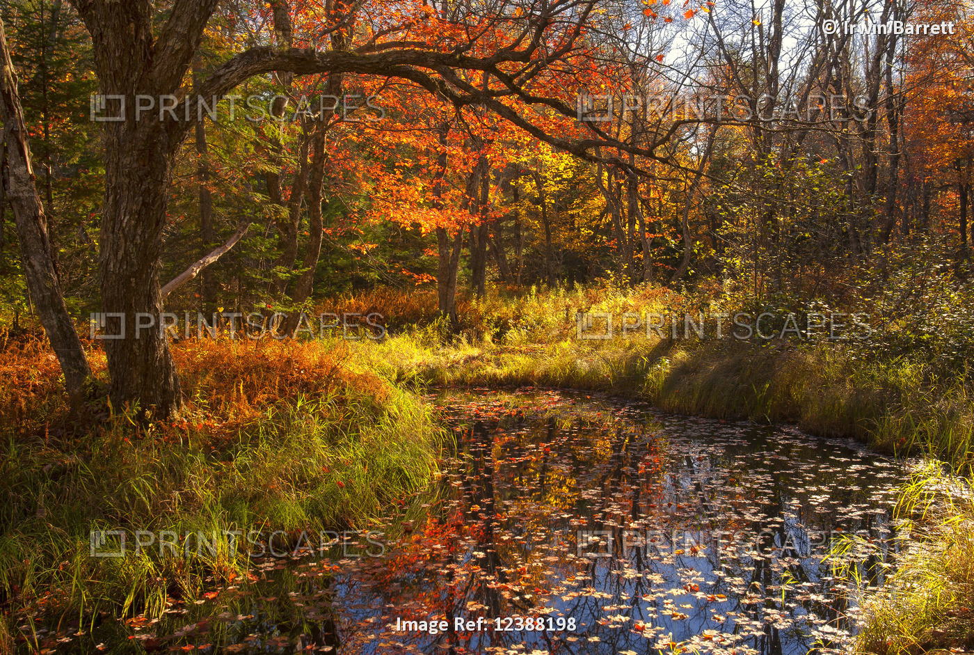 Meadow and forest along the Kelly River in vibrant autumn colours, Kelly River ...