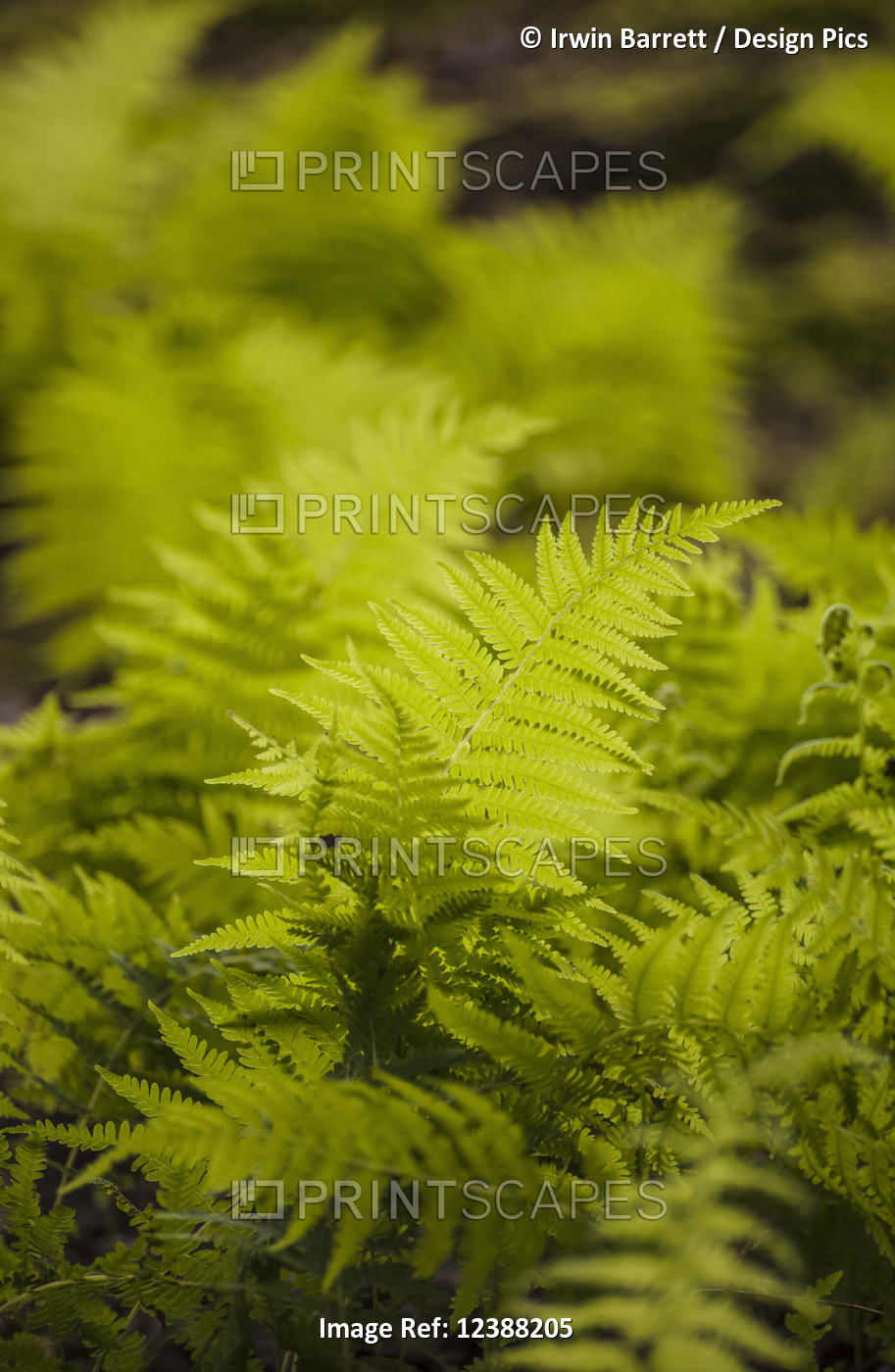 A lone New York fern (Thelypteris noveboracensis) stands out from among the ...