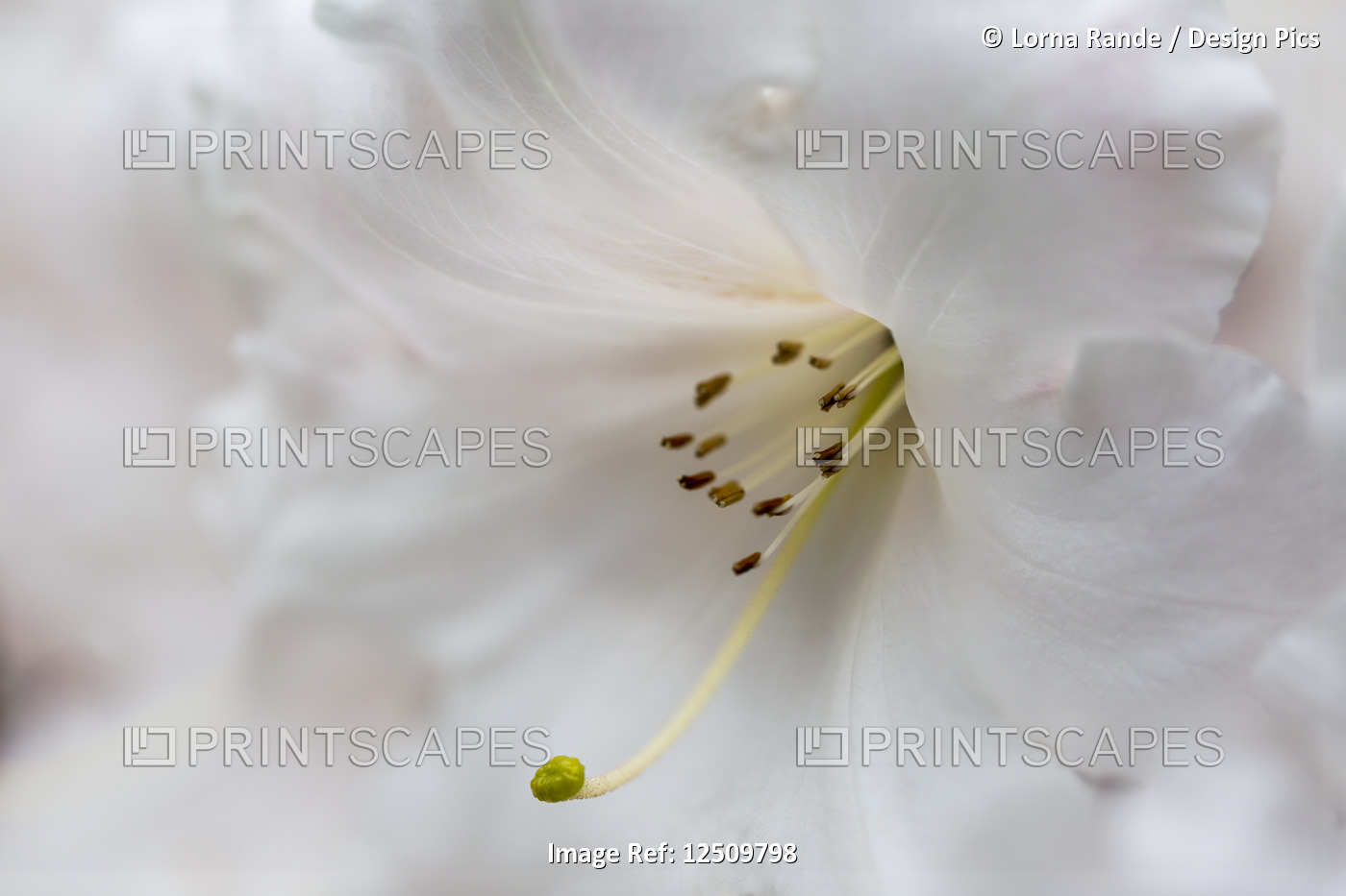 Extreme close-up of a white lily in the Japanese Gardens; Mayne Island, British ...