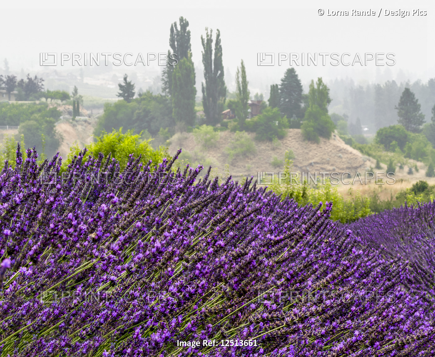 Vibrant purple lavender growing in a field on a lavender farm; Naramata, ...