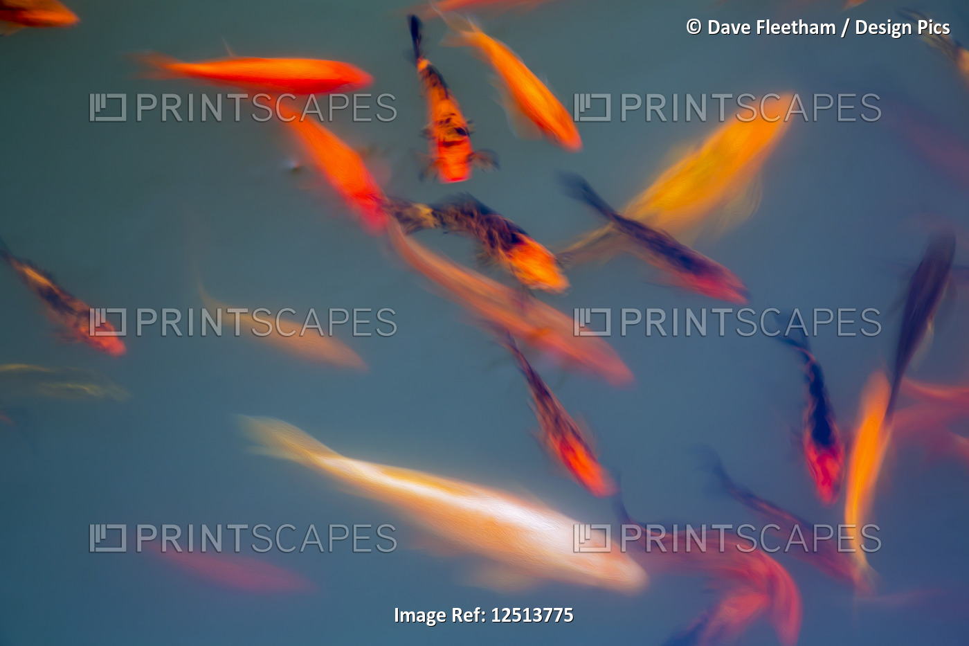 A motion blurred image of Ornamental Koi fish (Cyprinus carpio) at one of the ...