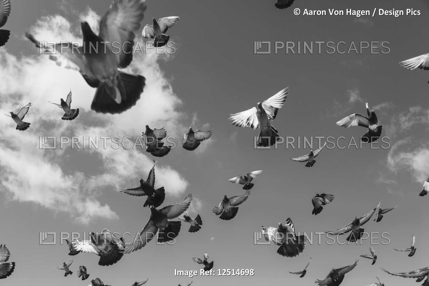 Black and white image of a flock of pigeons taking flight in the ...