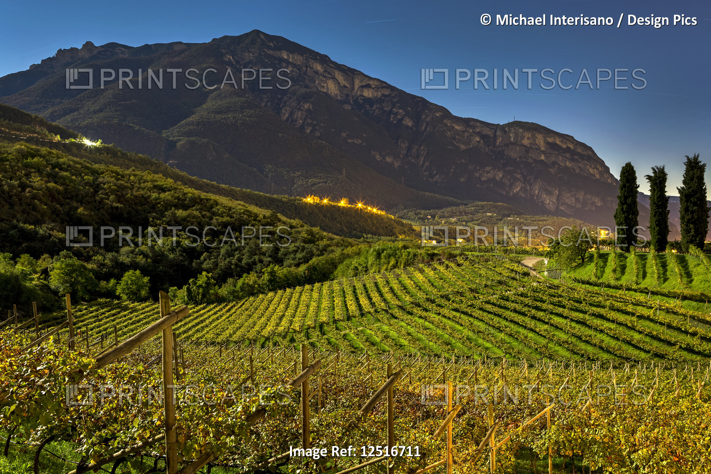 Rows of moonlit grapevines on rolling hills with mountains in the background ...