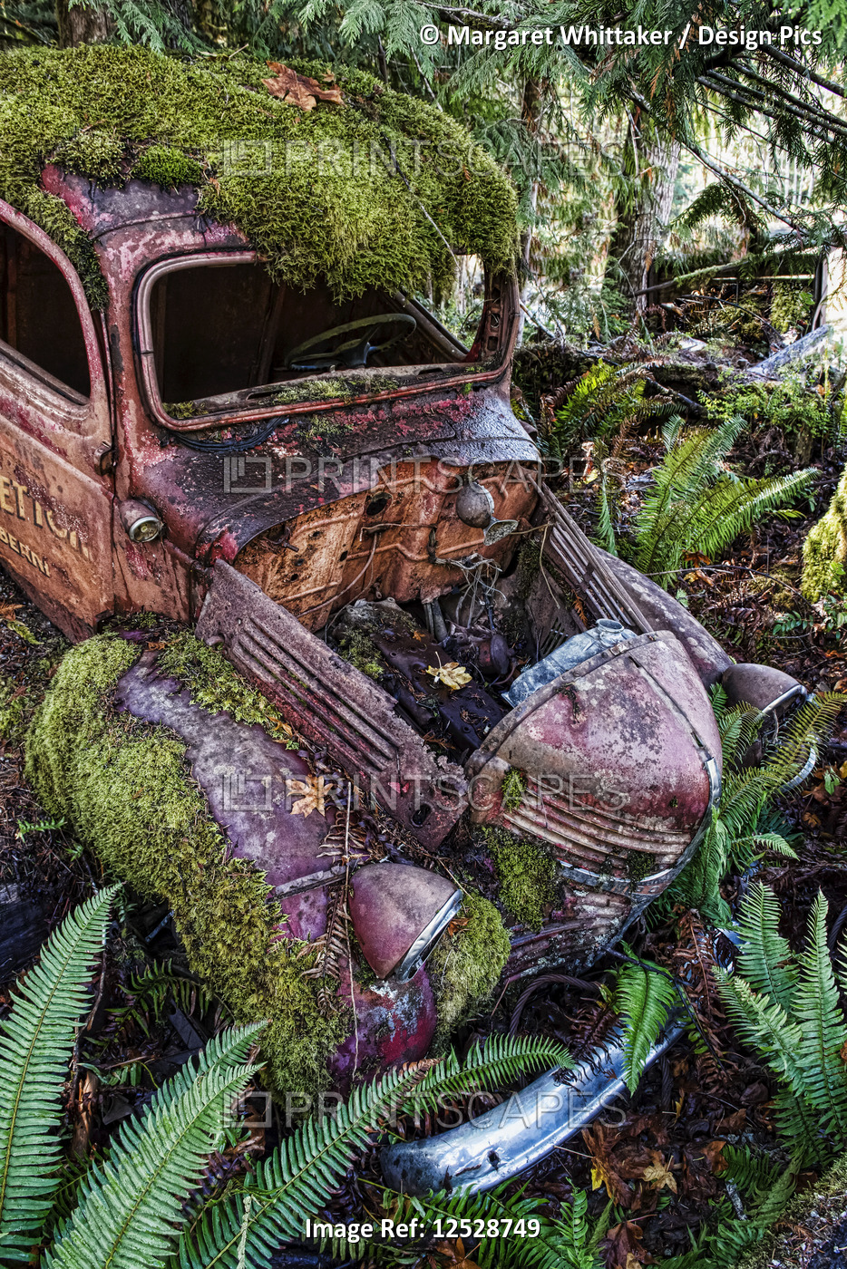 Arty image of derelict motor car in a ditch overgrown with moss and ferns, ...