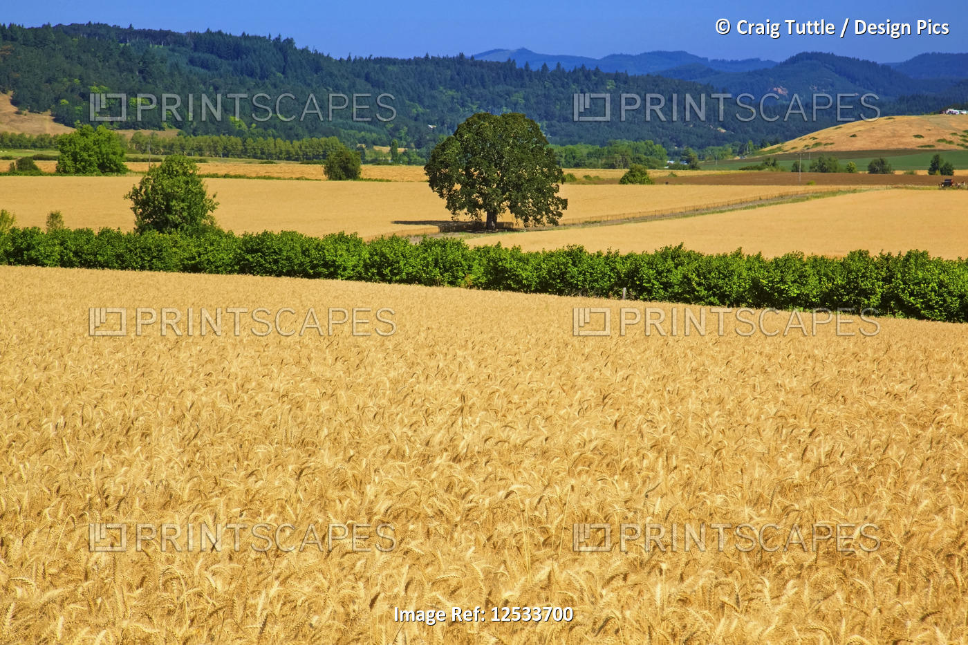 Wheat fields divided by rows of trees and the forest covered hills in the ...
