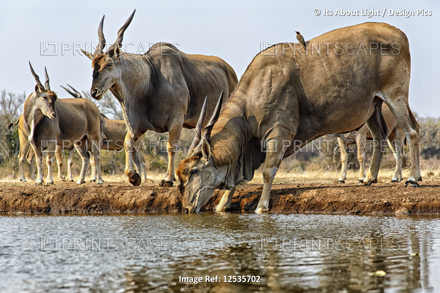 Eland (Taurotragus oryx) drinking water; Mashatu, Botswana