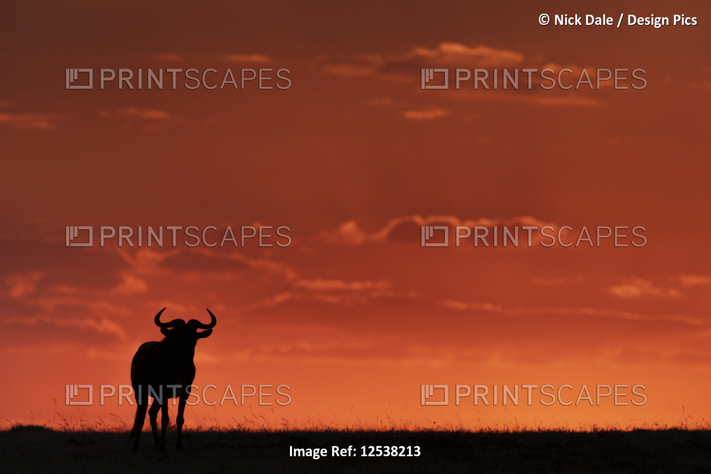 A blue wildebeest (Connochaetes taurinus) on the horizon is silhouetted against ...