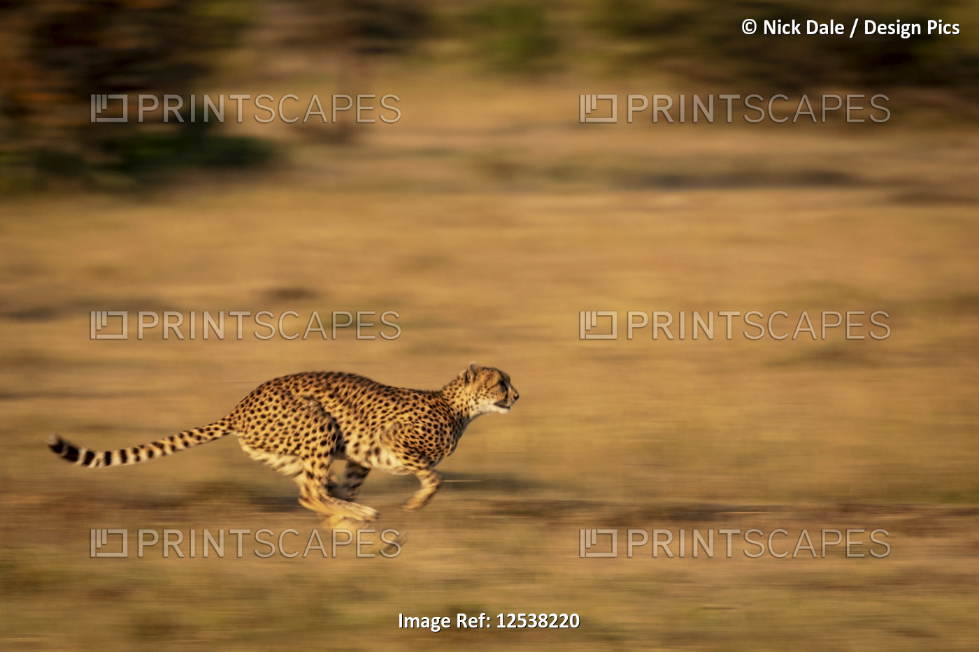 A cheetah (Acinonyx jubatus) races along with its legs tucked under its body. ...