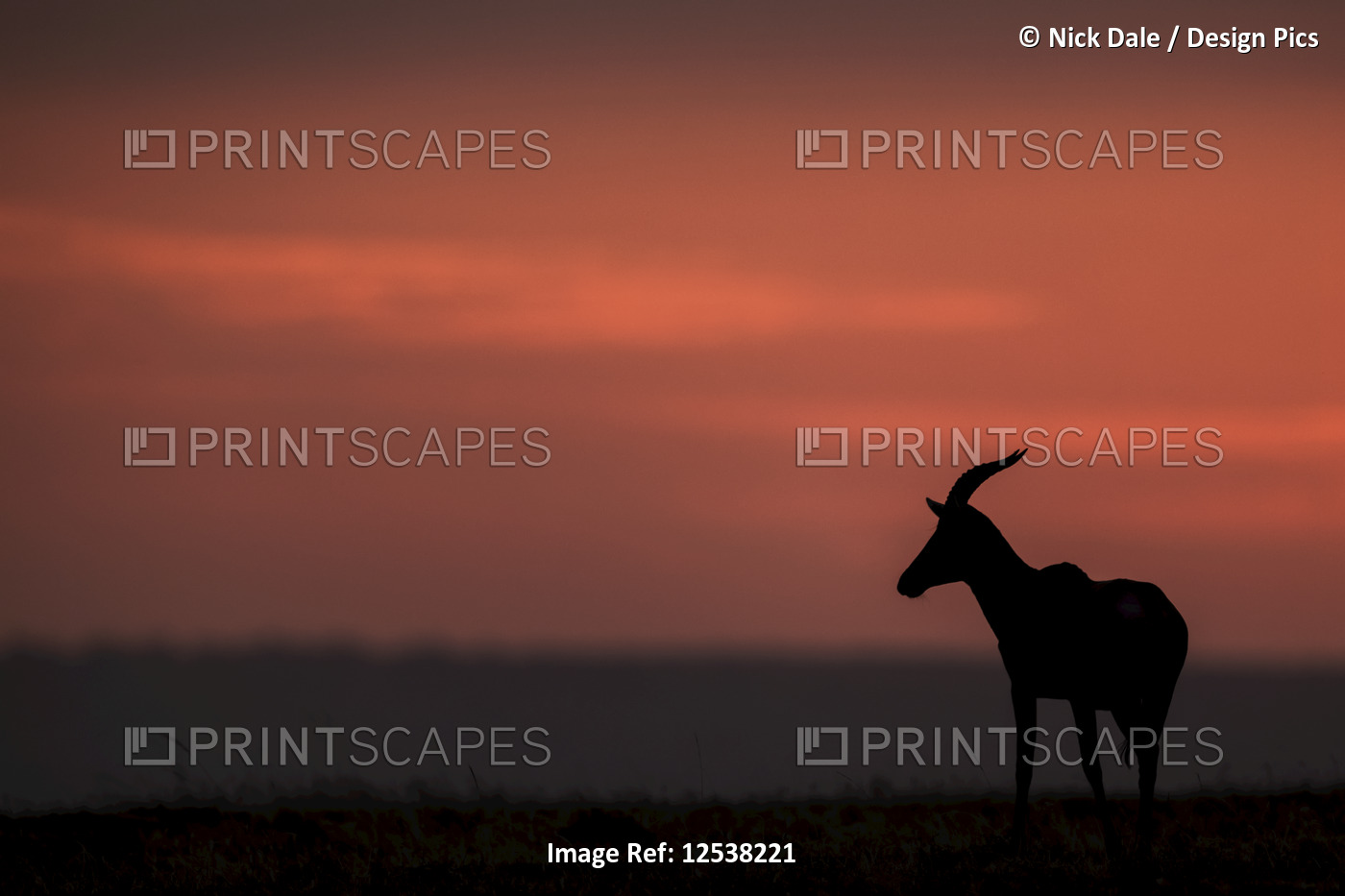 A topi (Damaliscus lunatus jimela) stands in profile on the horizon at sunset. ...