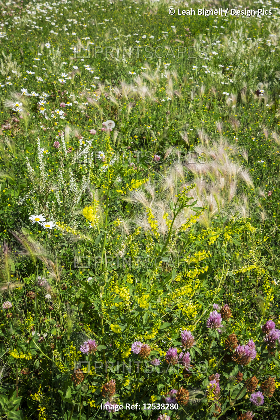 Weeds and wildflowers growing together in a field; Stony Plain, Alberta, Canada