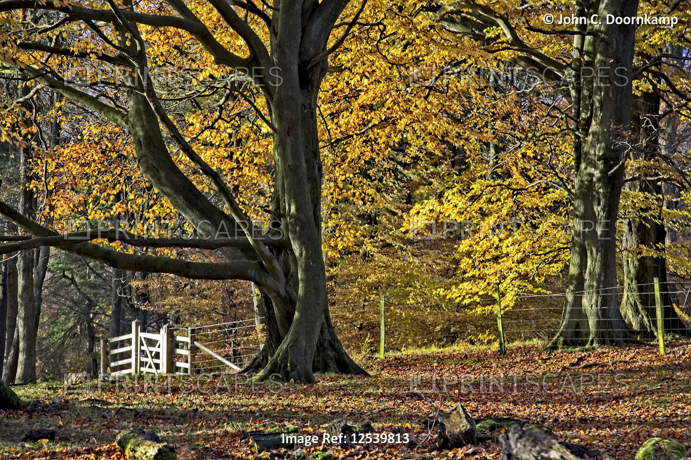 BEECH WOOD AND WHITE GATE IN AUTUMN