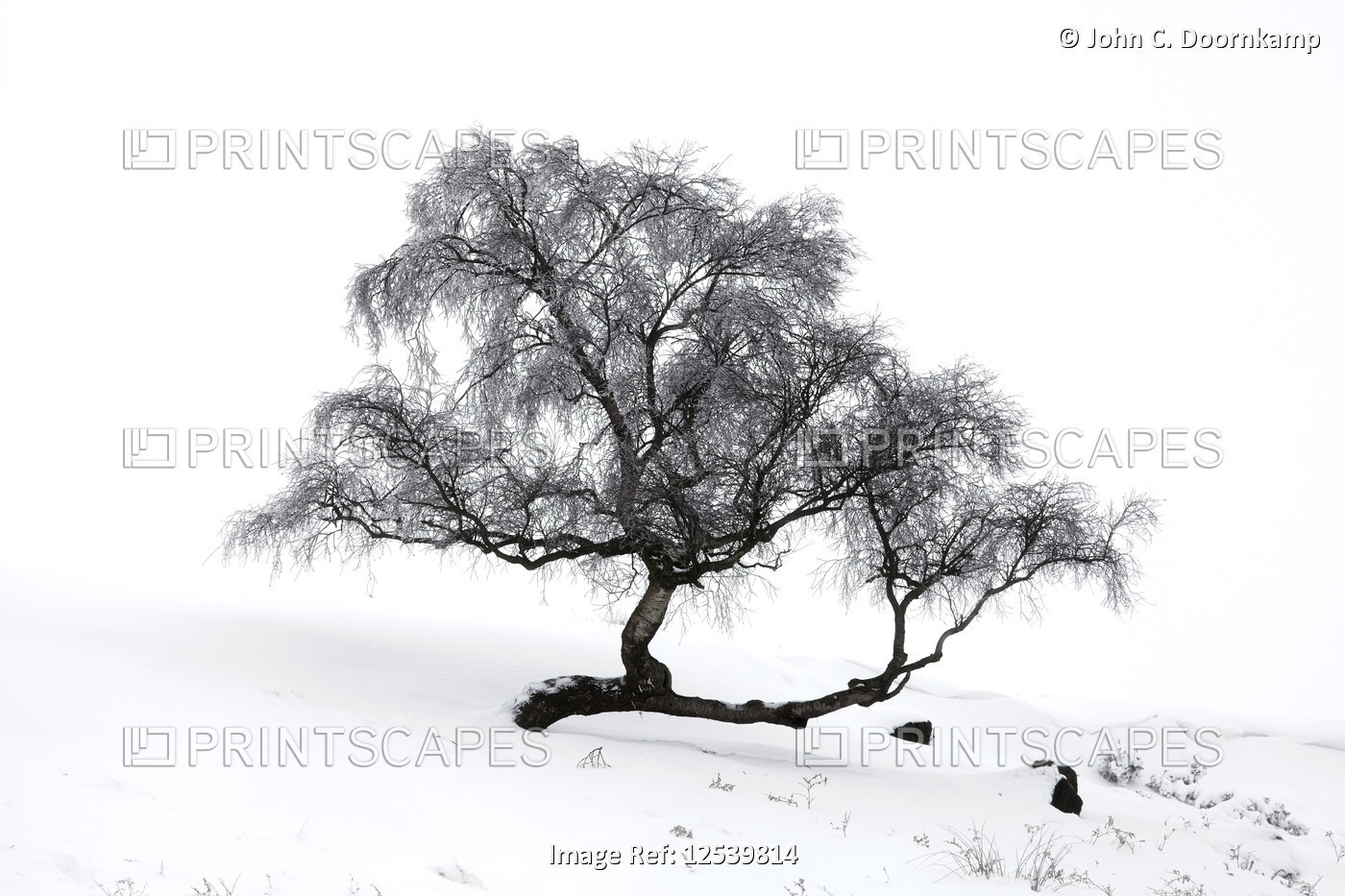 LONE TREE IN A WHITE LANDSCAPE