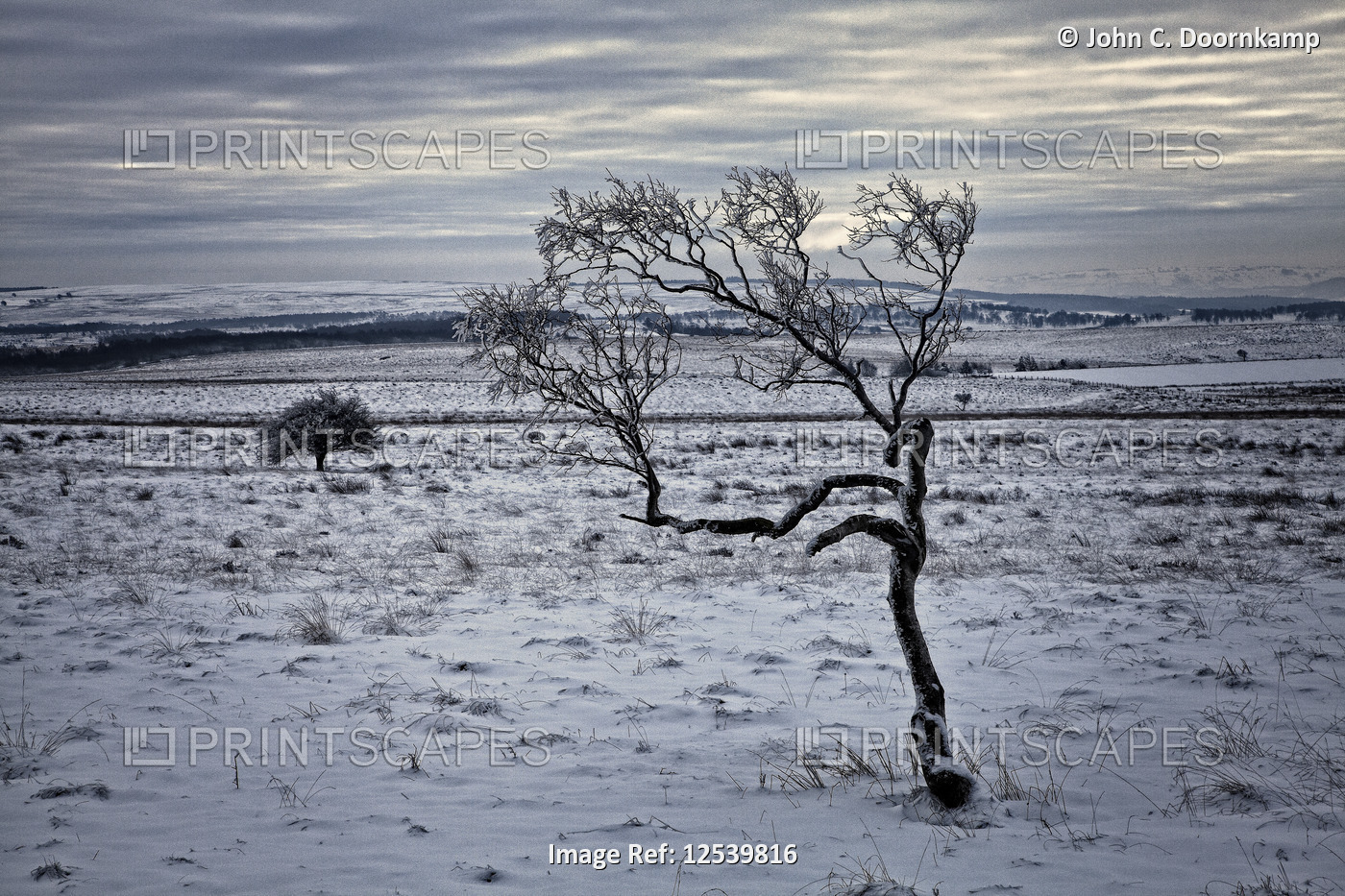 LONE TREE IN A SNOW COVERED MOORLAND LANDSCAPE, ENGLAND