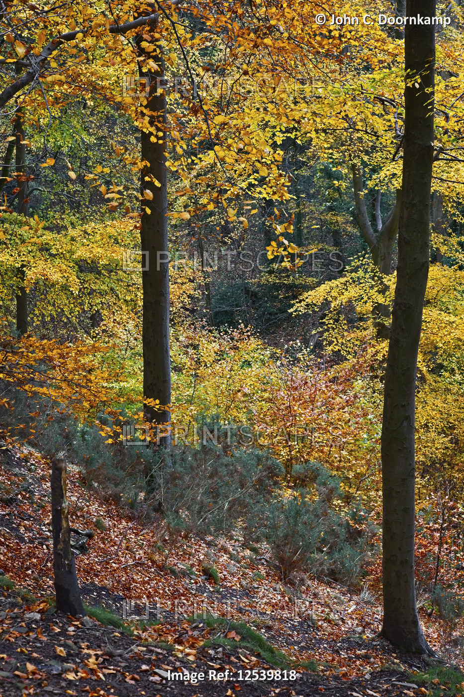 A  BEECH WOODLAND IN ITS COLORFUL FALL GLORY