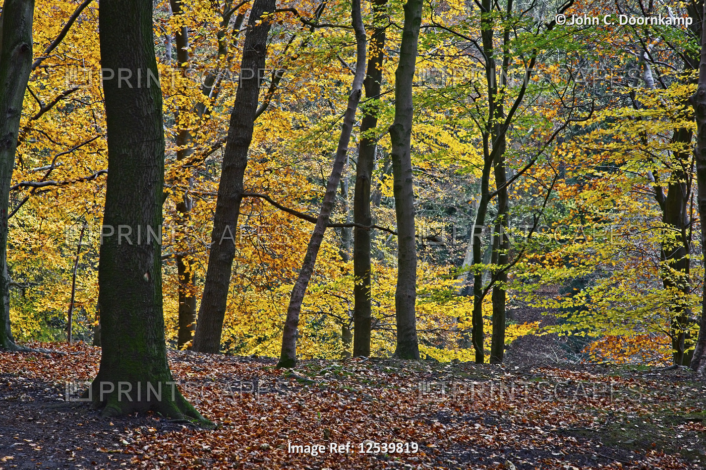 A  BEECH WOODLAND IN ITS COLOURFUL AUTUMN GLORY