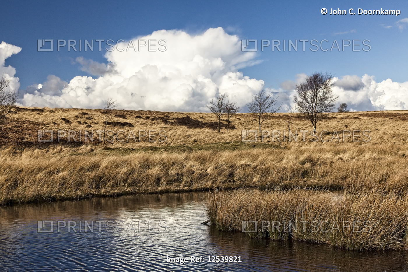 MOORLAND POND WITH BRACKEN AND BIRCH TREES UNDER A BLUE SKY AND WHITE CUMULUS CLOUDS