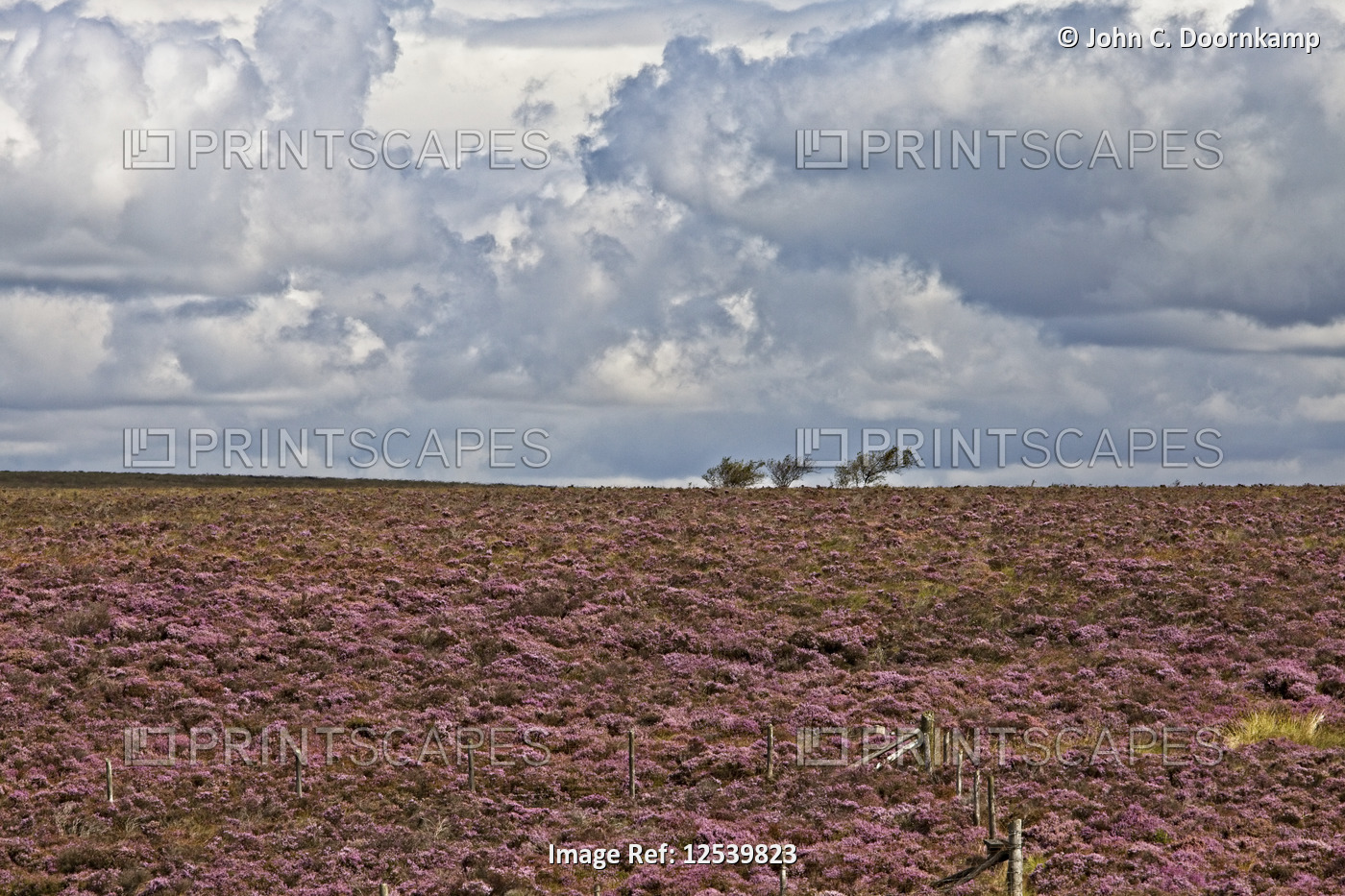 LANDSCAPE COVERED IN PURPLE HEATHER RIGHT TO ITS SKYLINE