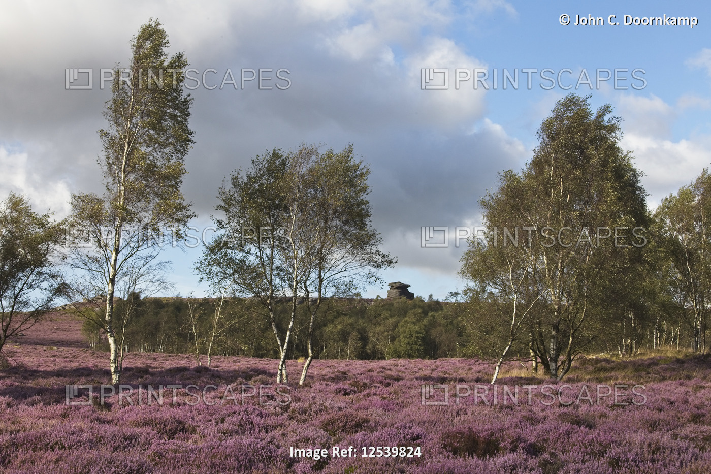 LANDSCAPE WITH PURPLE HEATHER AND SILVER BIRCH TREES