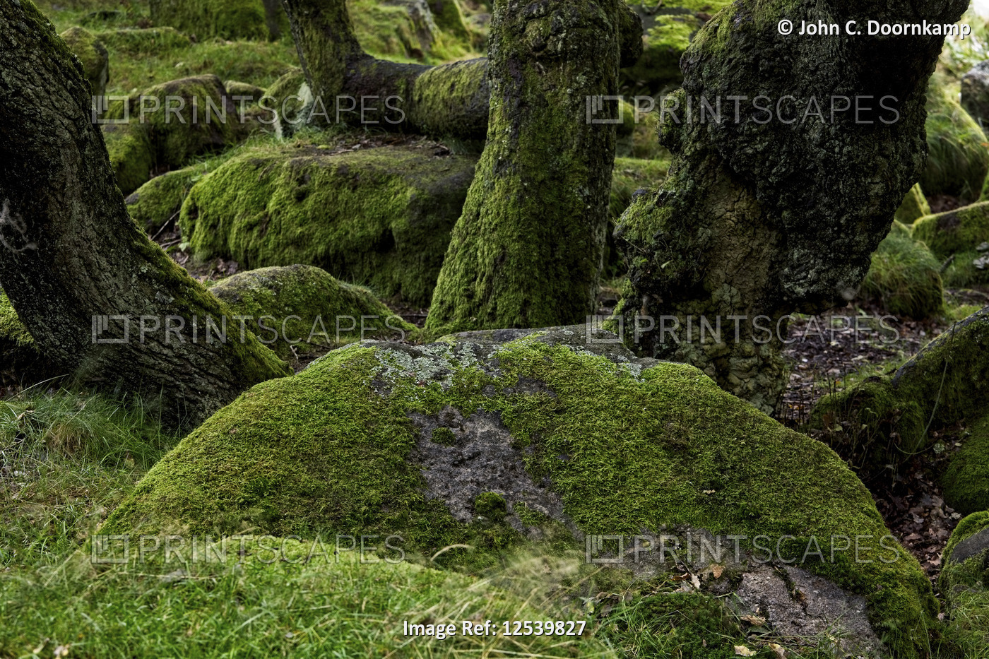 RICH GREEN MOSS COVERING BOULDER AND TREE TRUNKS