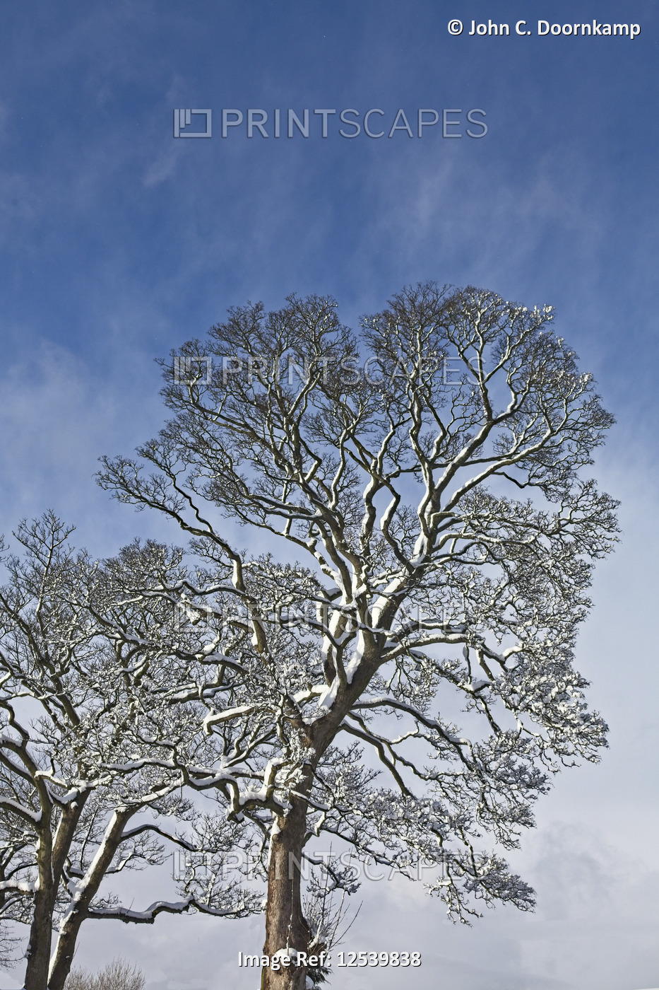 TREES IN SILHOUETTE CARRYING A COVERING OF SNOW AND SET AGAINST A SUNLIT SKY
