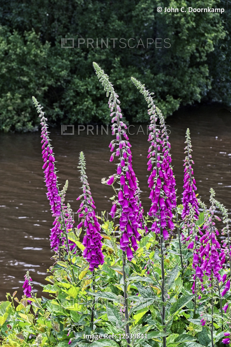 FOX GLOVES ON A RIVER BANK