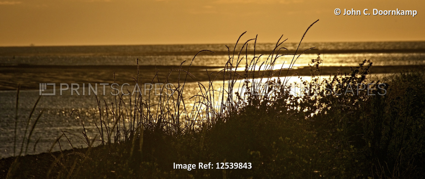 COASTAL GRASSES IN THE LATE EVENING SUNLIGHT.