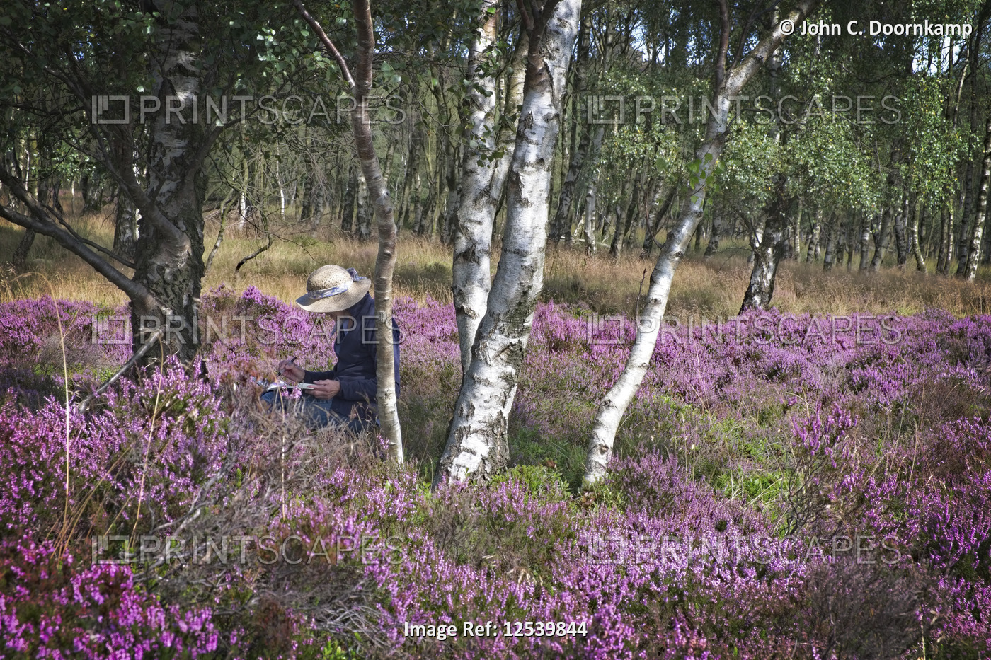 ARTIST AMONGST THE SILVER BIRCH TREES AND THE PURPLE HEATHER, DERBYSHIRE, ENGLAND