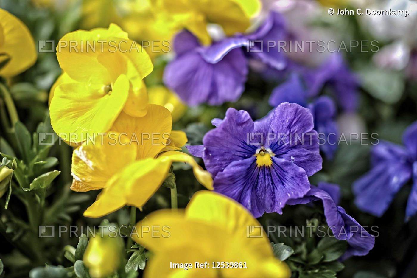 PANSIES IN YELLOW AND BLUE