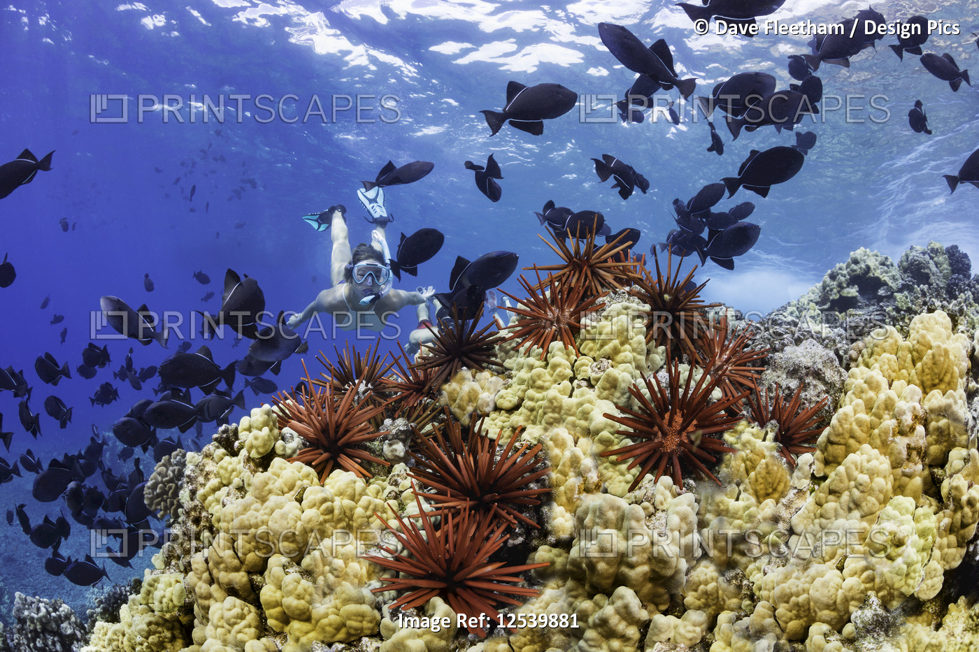 Slate pencil sea urchins (Heterocentrotus mammillatus) colour the foreground of ...