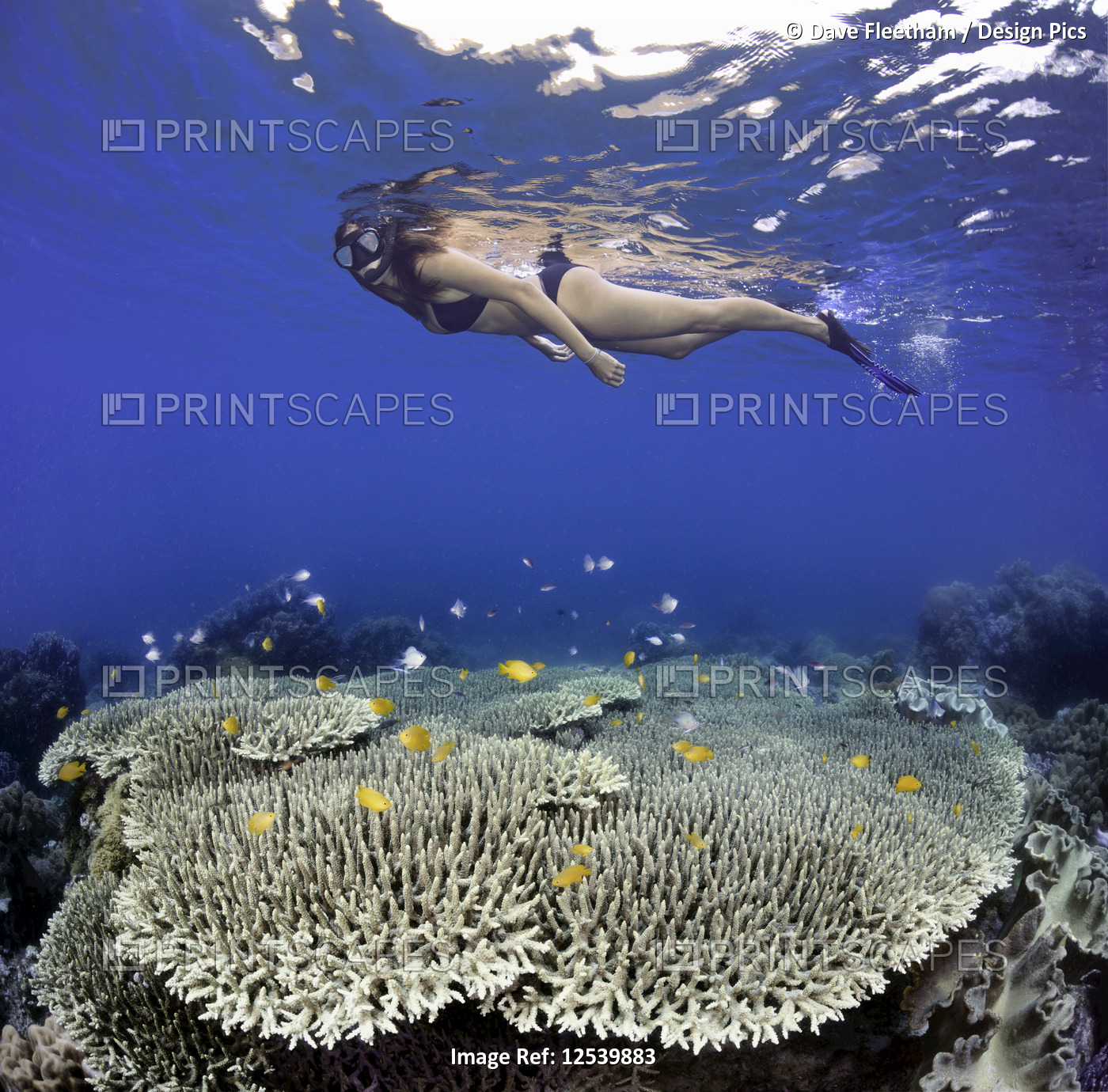 A girl snorkeling over table coral and reef fish off Apo Island; Philippines