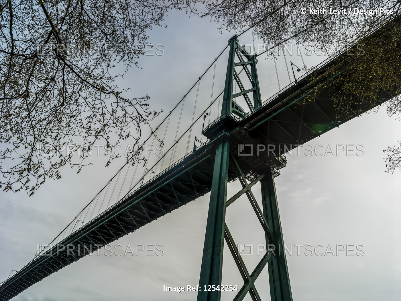 Low angle view of Lions Gate Bridge, Stanley Park; Vancouver, British Columbia, ...