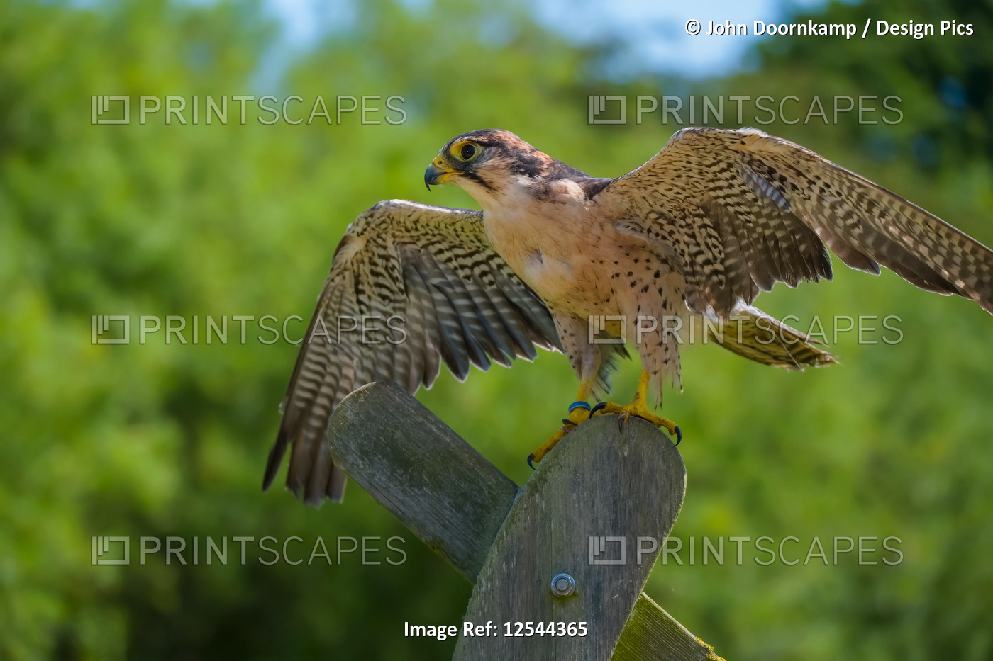 RINGED LANNER FALCON WITH WINGS SPREAD STANDING ON A GATE POST