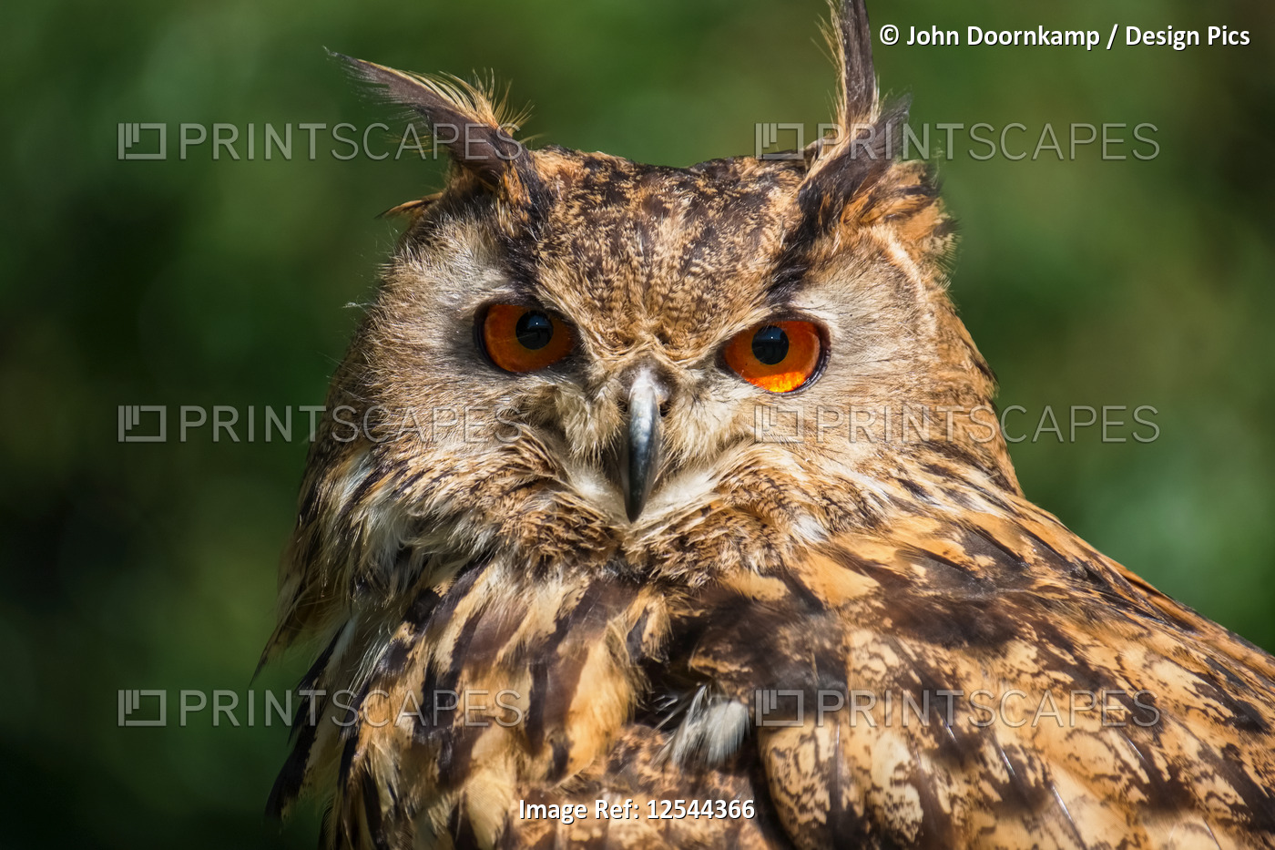 PORTRAIT OF A EUROPEAN EAGLE OWL