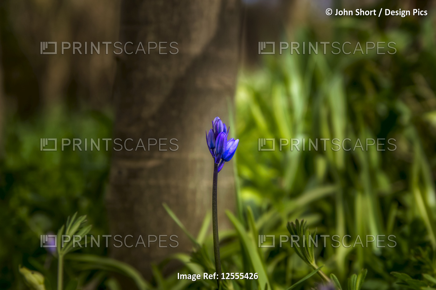 Close-up of a blossoming wildflower on the forest floor; Penshaw, Tyne and ...