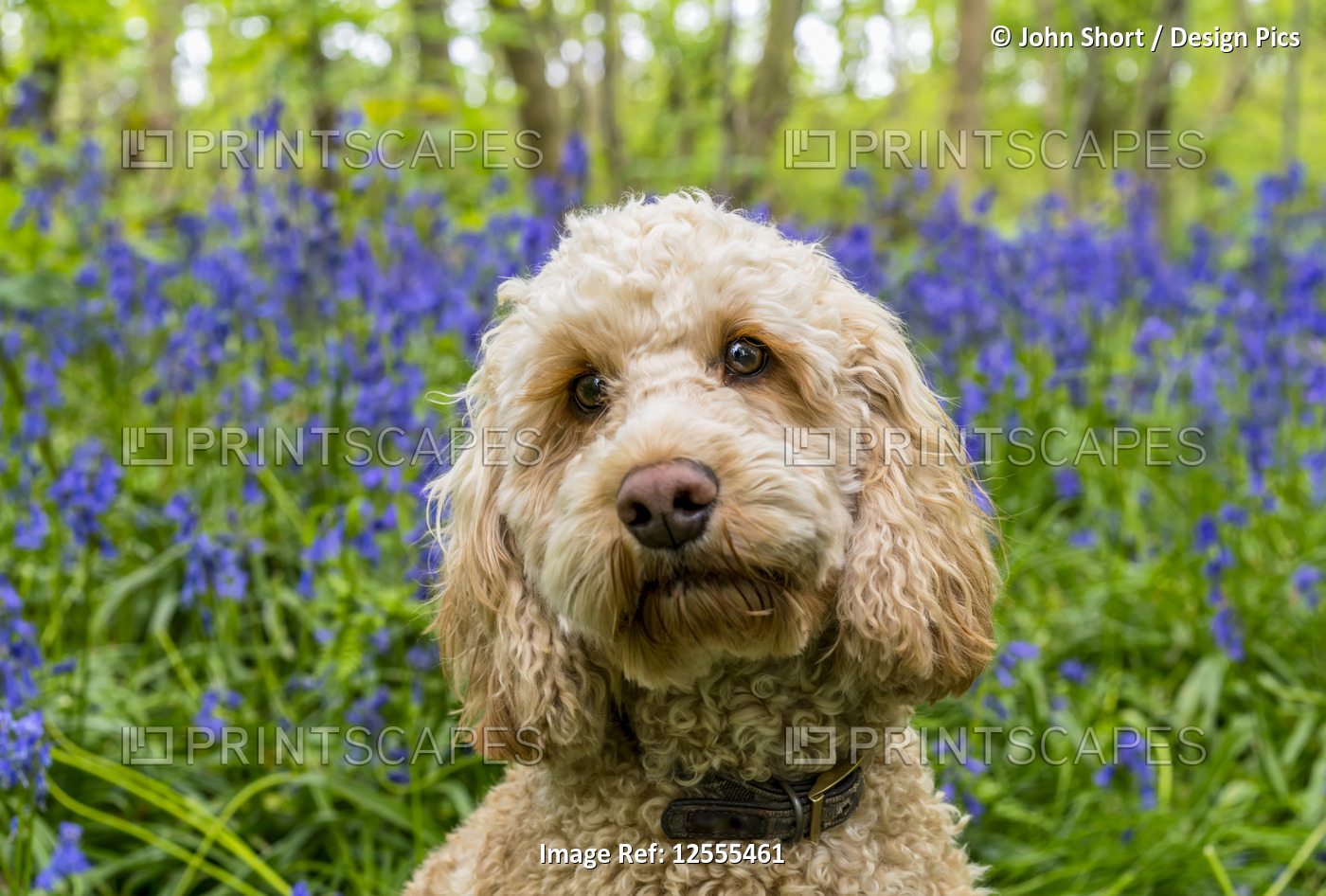 Portrait of a Goldendoodle dog with wildflowers in the background; South ...